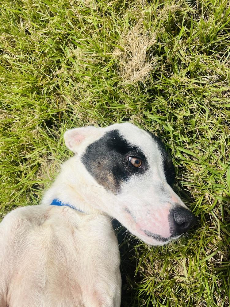 Enlarge Jessie 25, a Adoptable mixed breed in Crystal Springs, MS image 1/4