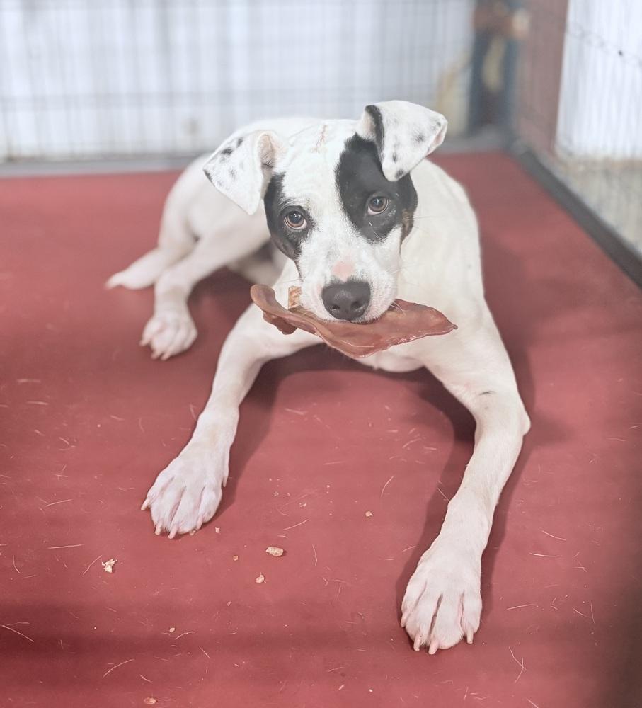 Jessie 25, a Adoptable mixed breed in Crystal Springs, MS image 3/6