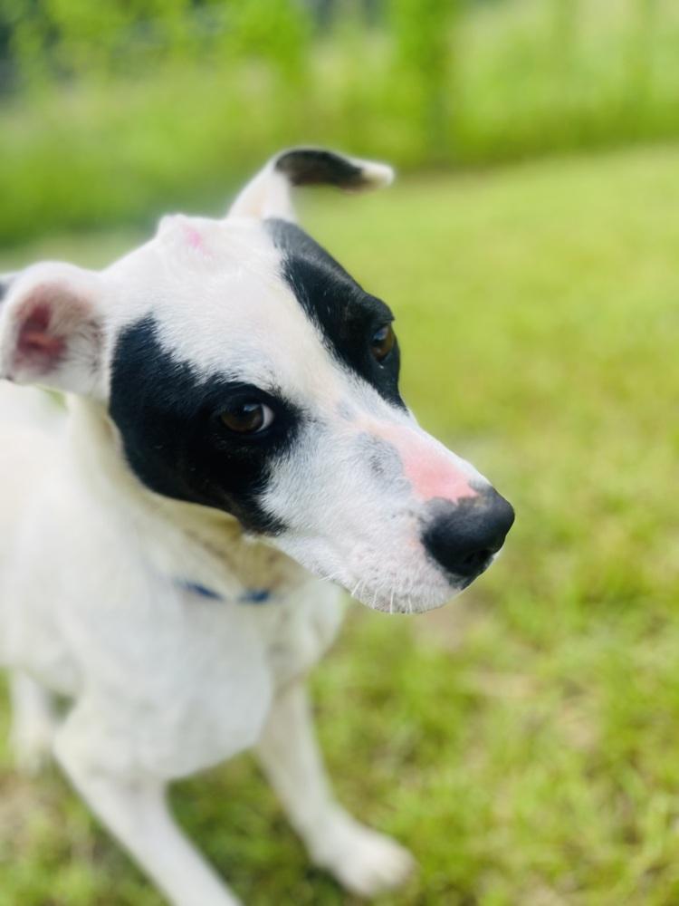 Enlarge Jessie 25, a Adoptable mixed breed in Crystal Springs, MS image 3/4