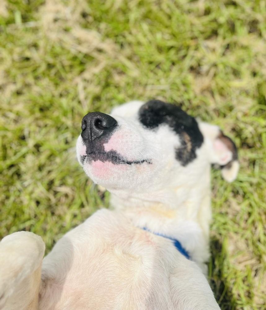 Enlarge Jessie 25, a Adoptable mixed breed in Crystal Springs, MS image 4/4