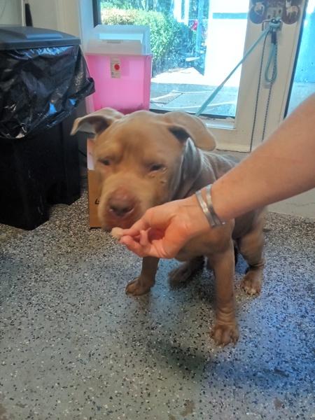 Enlarge Snuggles, a Adoptable mixed breed in Mobile, AL image 1/1