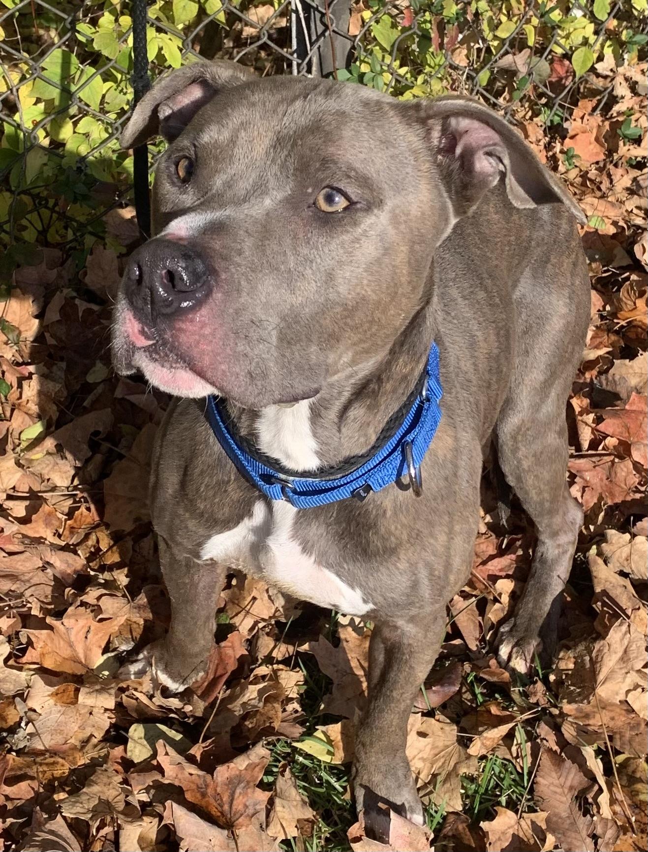 Dixon, Adoptable, Young Male Pit Bull Terrier.