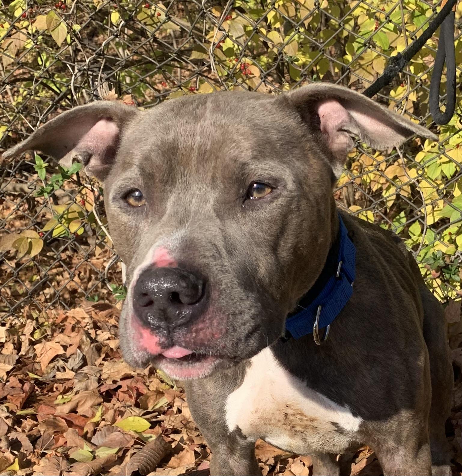 Enlarge Dixon, a Adoptable mixed breed in McKeesport, PA image 2/6