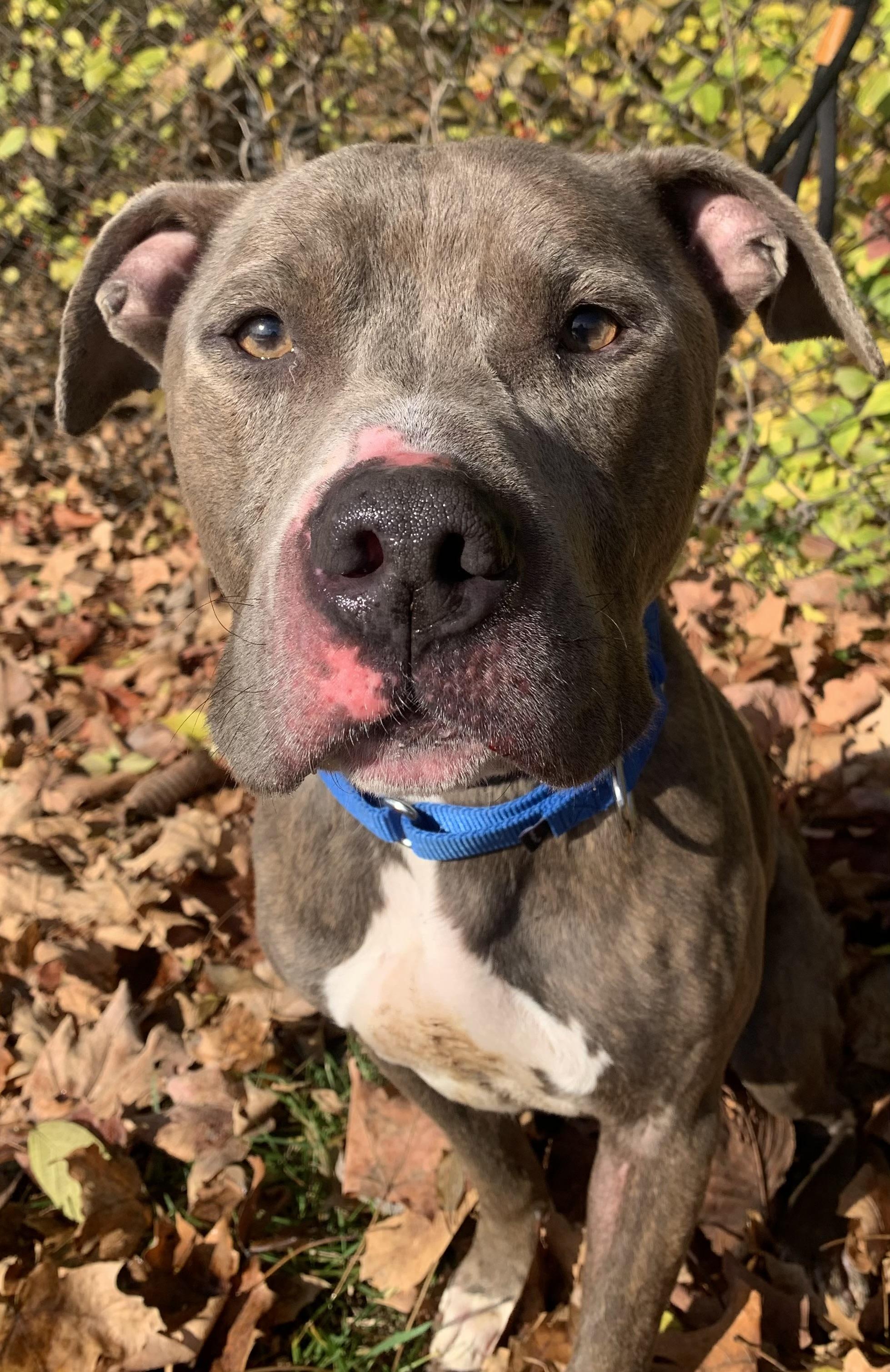 Enlarge Dixon, a Adoptable mixed breed in McKeesport, PA image 4/6