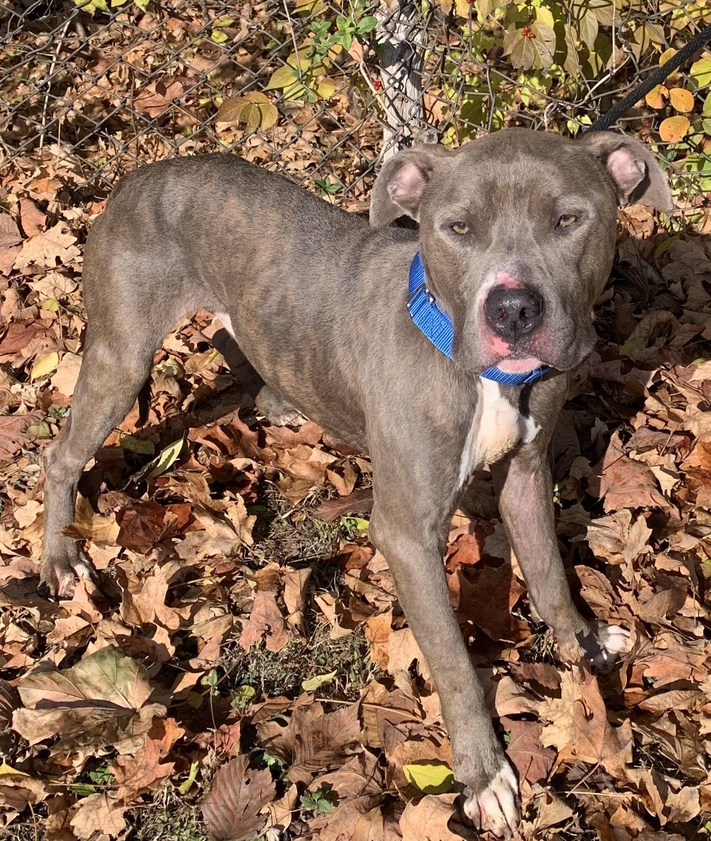 Enlarge Dixon, a Adoptable mixed breed in McKeesport, PA image 5/6