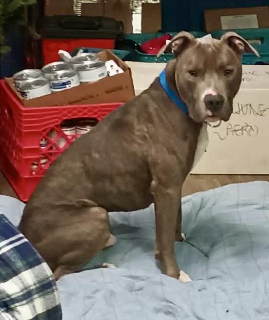 Enlarge Dixon, a Adoptable mixed breed in McKeesport, PA image 6/6