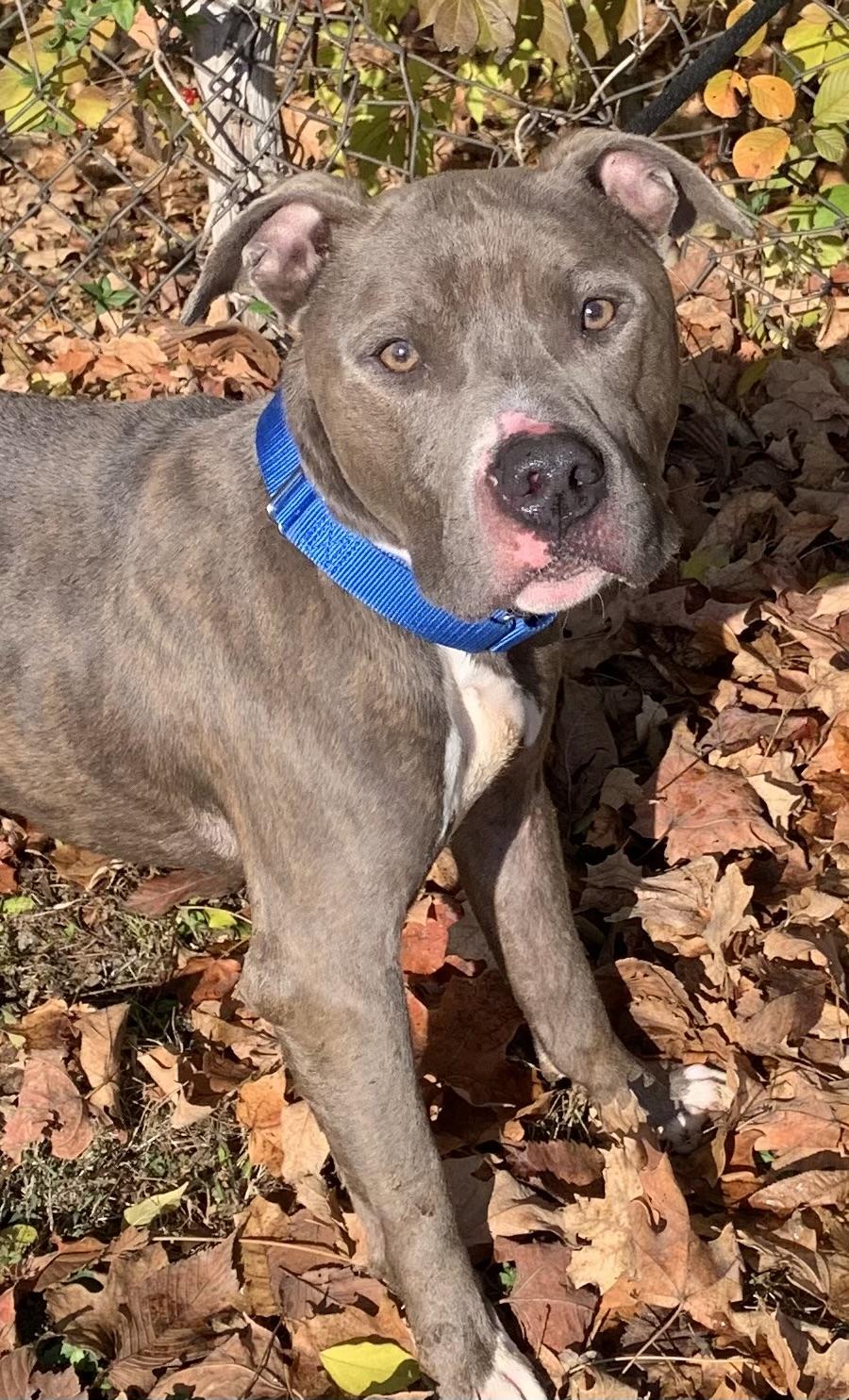 Enlarge Dixon, a Adoptable mixed breed in McKeesport, PA image 6/6