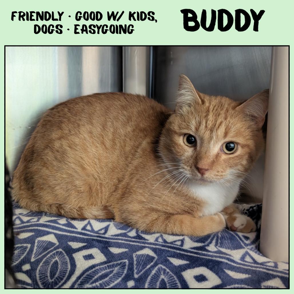 Buddy, Adoptable, Adult Male Domestic Short Hair.