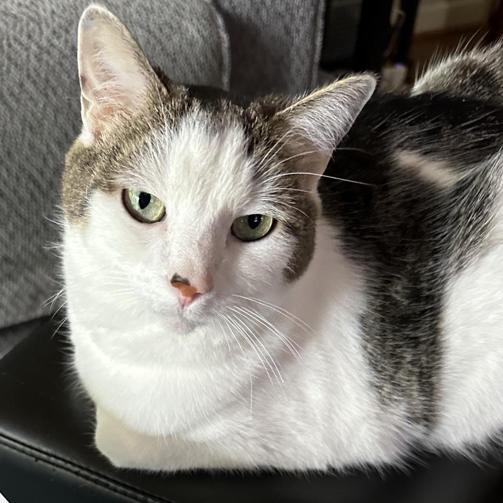 Enlarge Fuzz, a Adoptable mixed breed in Fairfax, VA image 2/6