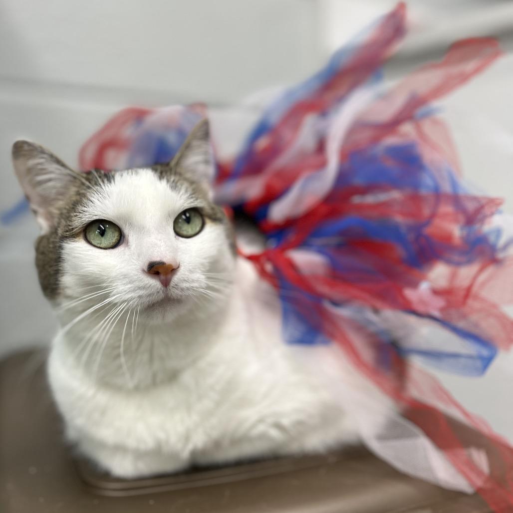 Enlarge Fuzz, a Adoptable mixed breed in Fairfax, VA image 5/6