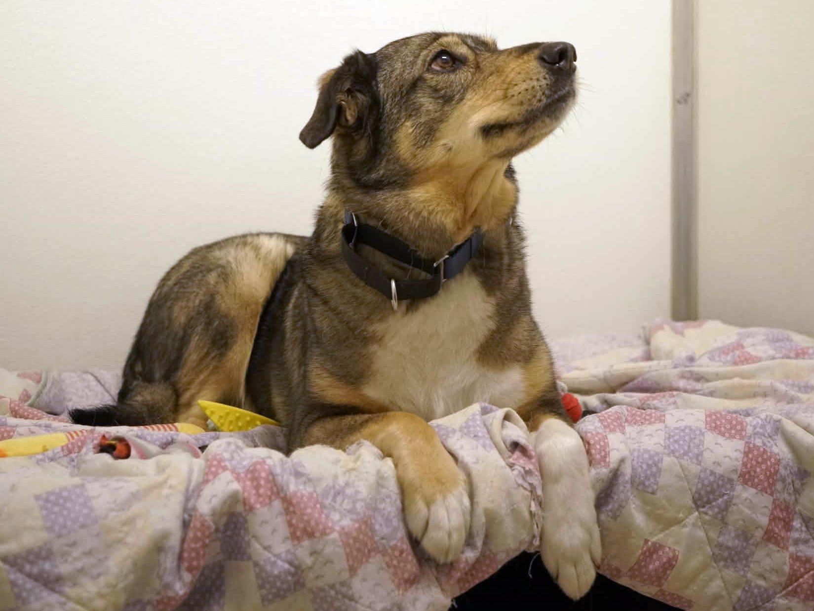 Enlarge Bella, a Adoptable mixed breed in Republic, WA image 3/6