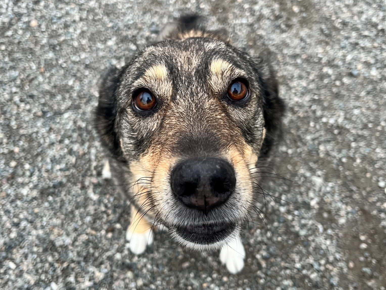Enlarge Bella, a Adoptable mixed breed in Republic, WA image 4/6