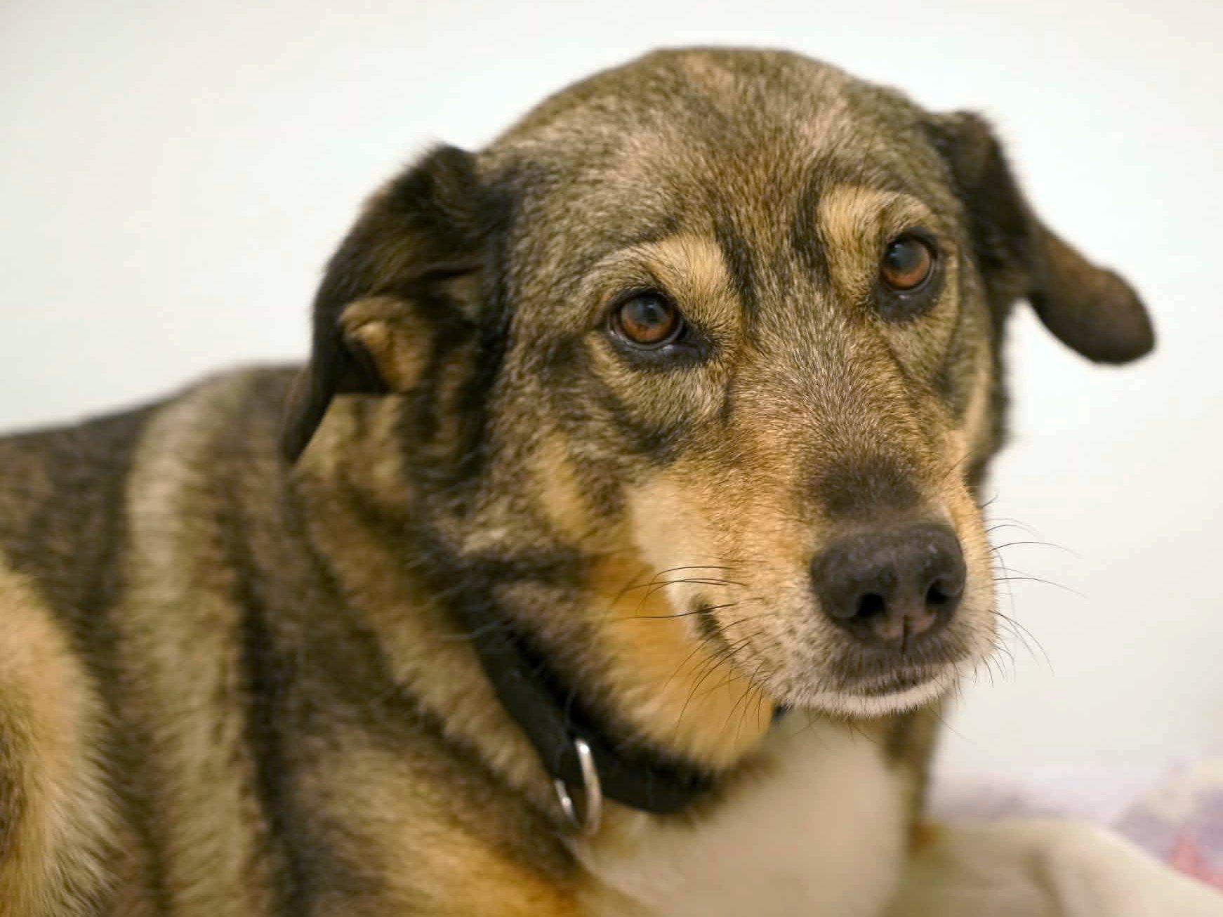 Bella, Adoptable, Senior Female Shepherd.