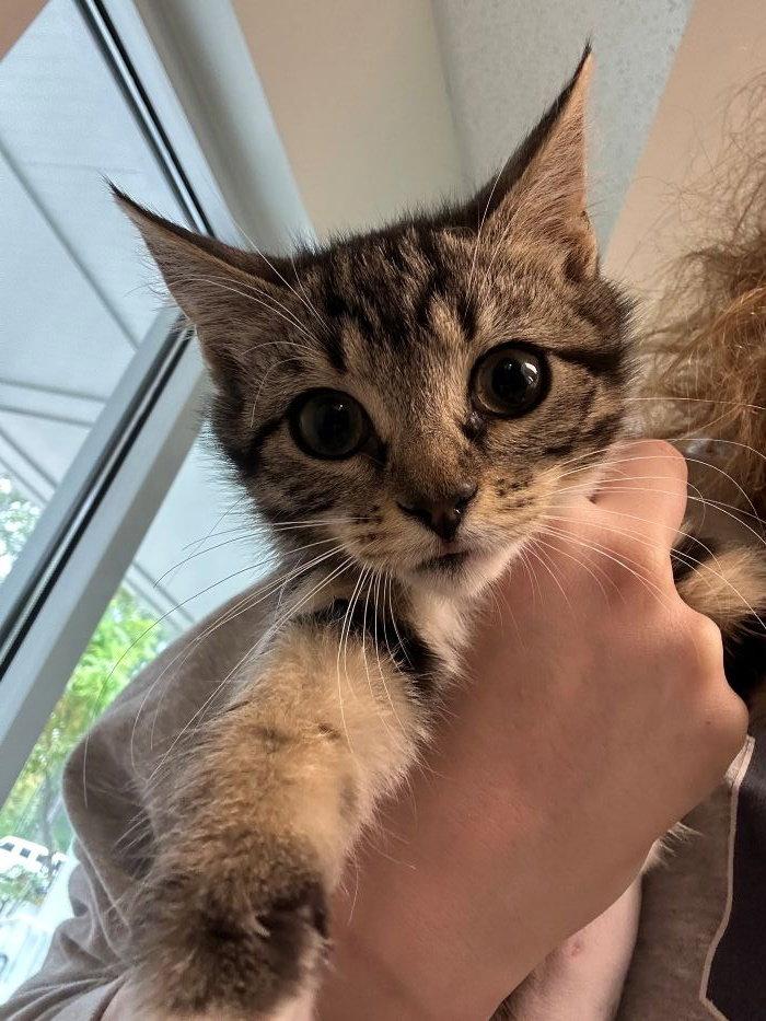 Enlarge Spirit, a Adopted Domestic Short Hair in Hilton Head Island, SC image 1/1