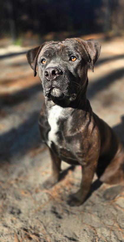 Boss, a Adoptable Mixed Breed in Batavia, OH image 1/2