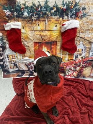 Boss, a Adoptable Mixed Breed in Batavia, OH image 2/2