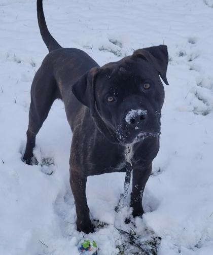 Enlarge Boss, a Adoptable Mixed Breed in Batavia, OH image 1/3