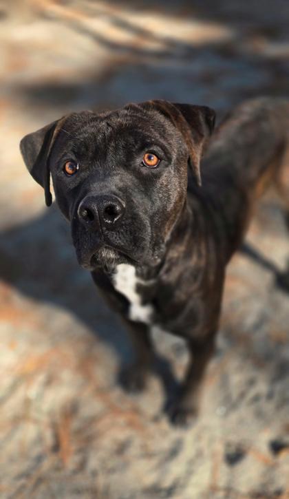 Boss, a Adoptable Mixed Breed in Batavia, OH image 3/3