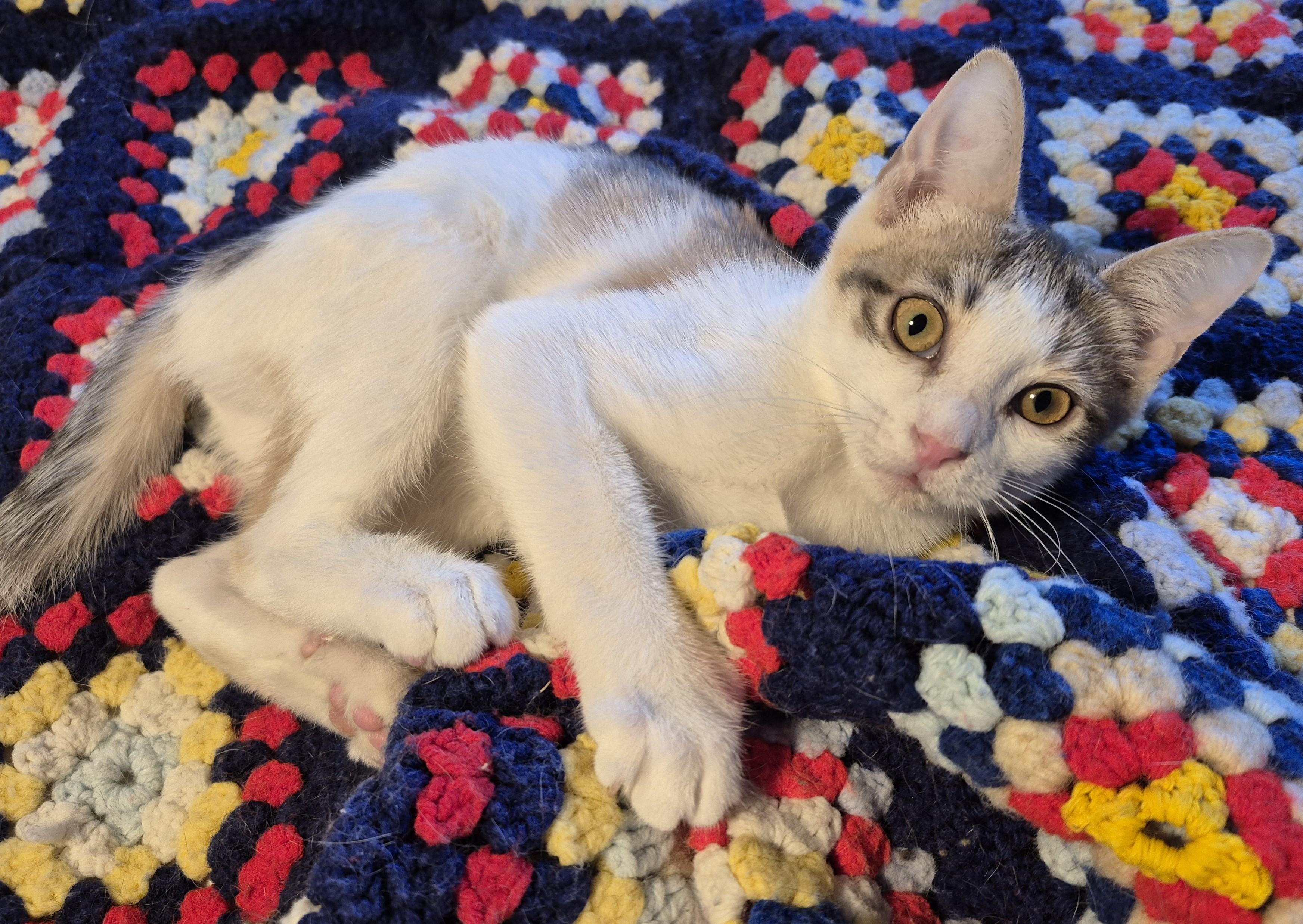 Enlarge HIGH HEELS, a ADOPTABLE Domestic Short Hair in Highland Park, NJ image 5/5