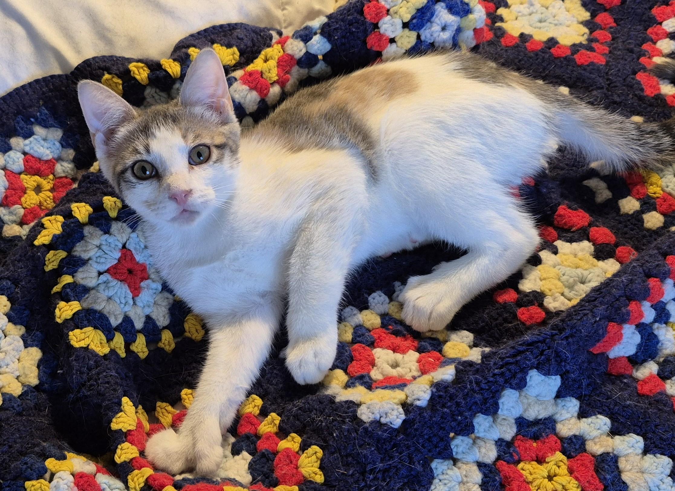 Enlarge HIGH HEELS, a ADOPTABLE Domestic Short Hair in Highland Park, NJ image 4/5