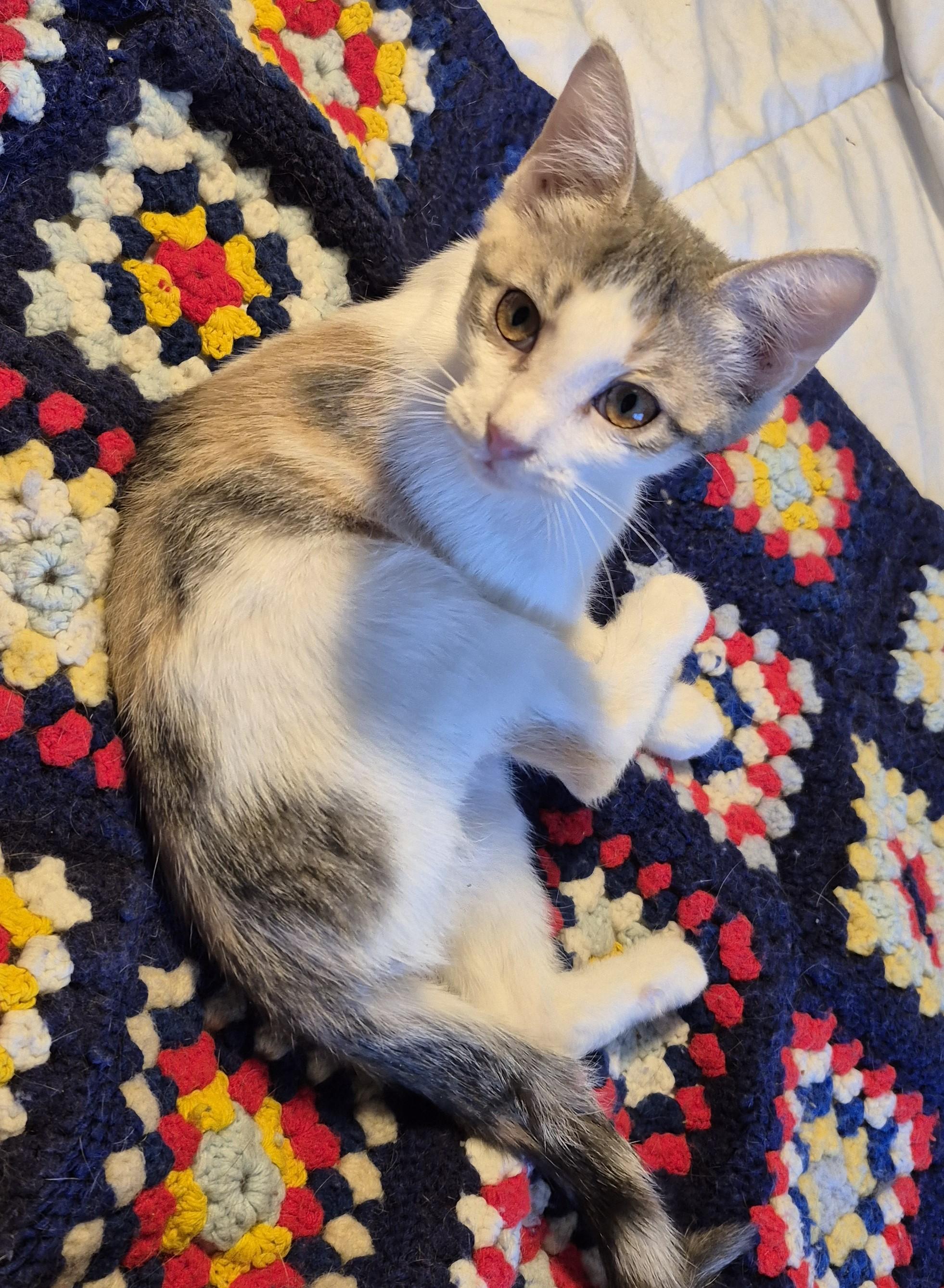 Enlarge HIGH HEELS, a ADOPTABLE Domestic Short Hair in Highland Park, NJ image 3/5