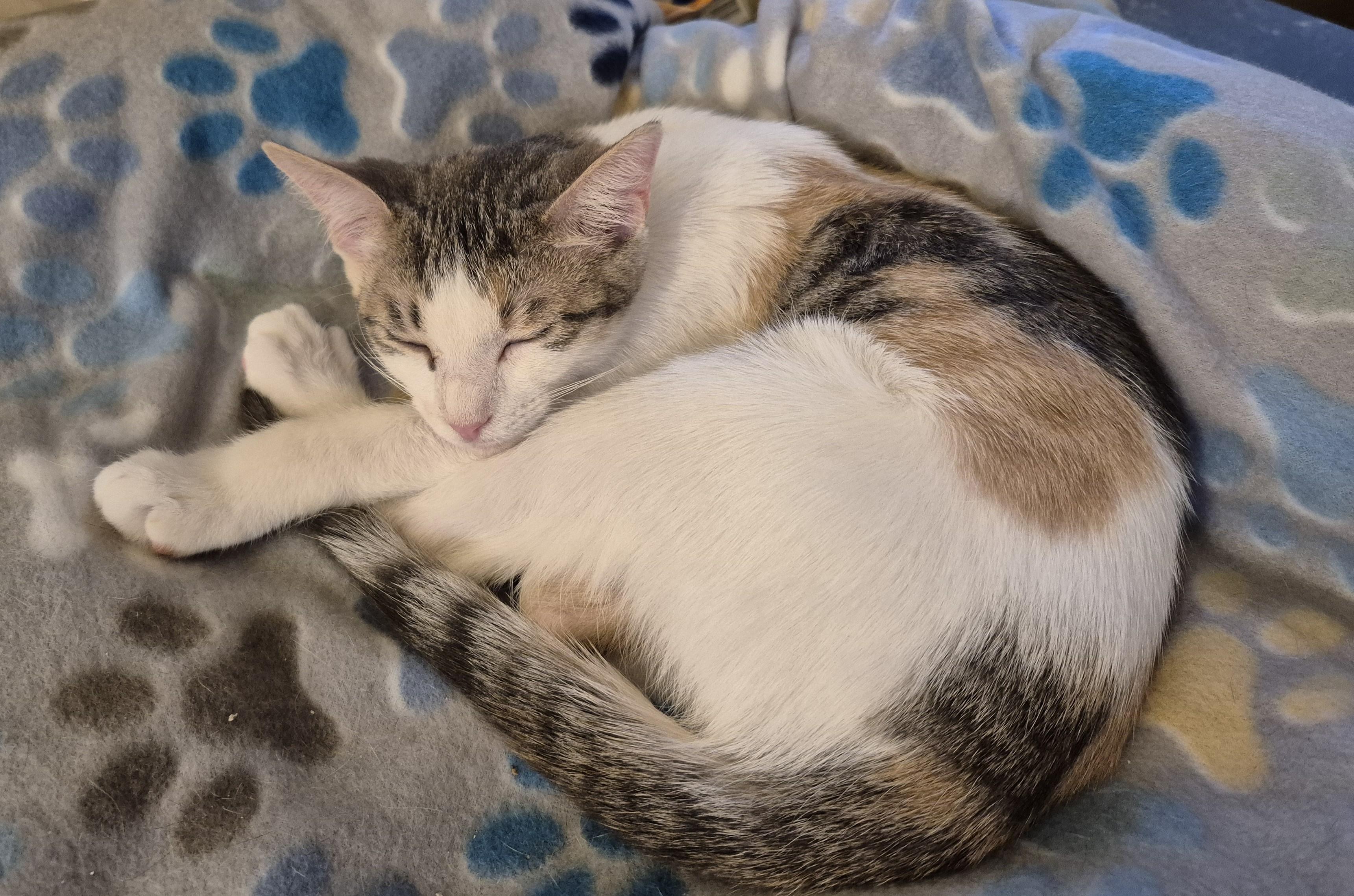 Enlarge HIGH HEELS, a ADOPTABLE Domestic Short Hair in Highland Park, NJ image 1/5