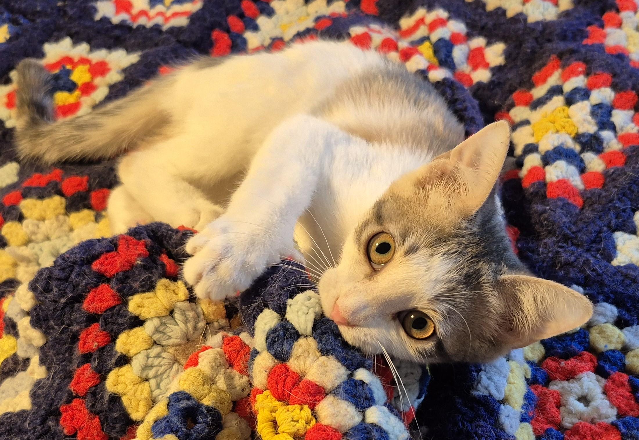 Enlarge HIGH HEELS, a ADOPTABLE Domestic Short Hair in Highland Park, NJ image 2/5