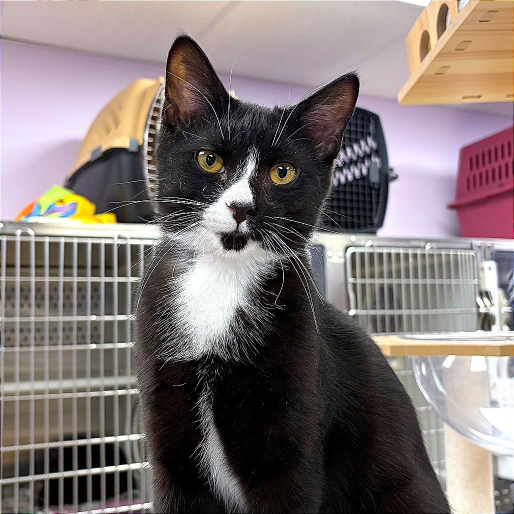 Enlarge Phoenix, a Adoptable Domestic Short Hair in Hannibal, MO image 2/5