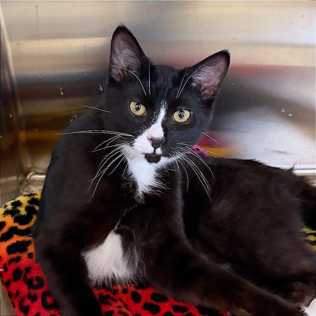 Enlarge Phoenix, a Adoptable Domestic Short Hair in Hannibal, MO image 4/5