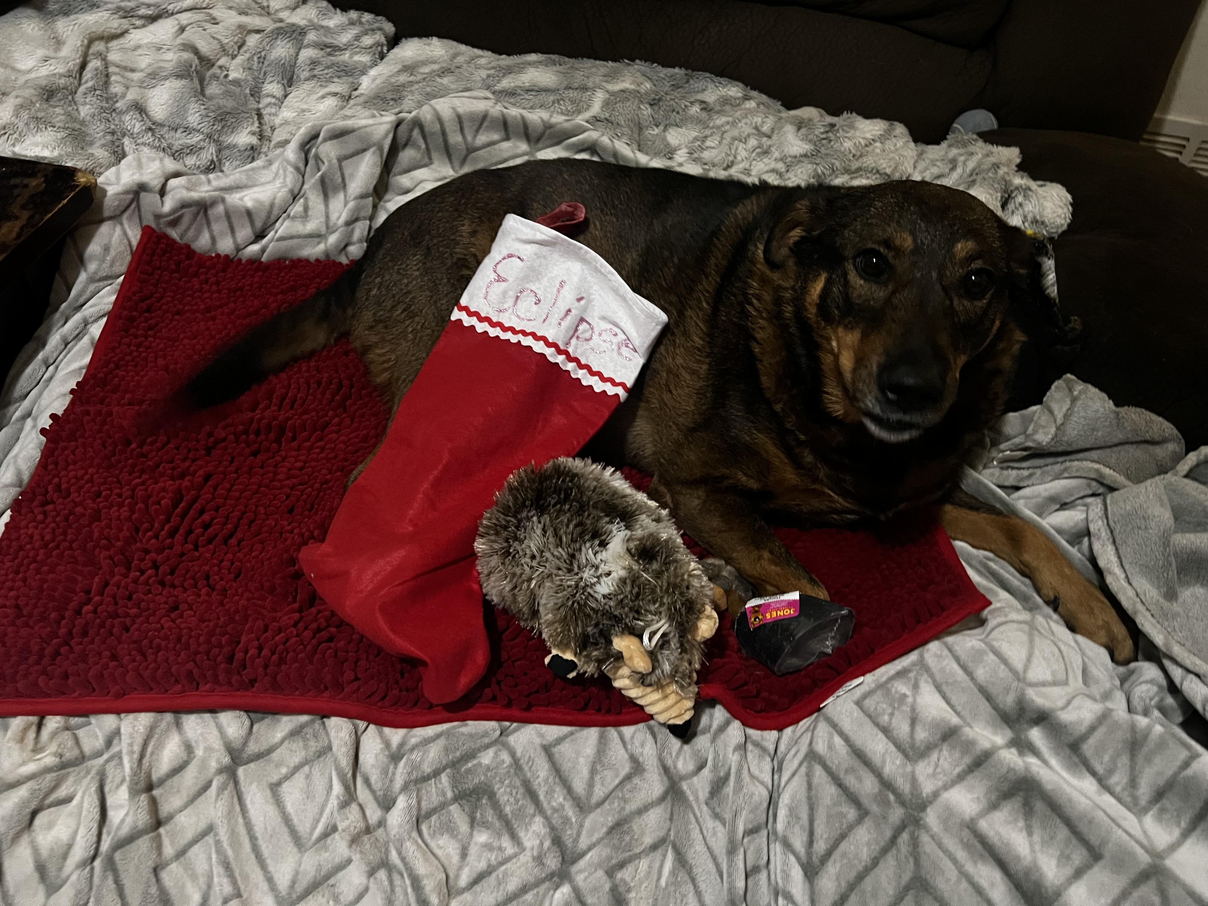 Eclipse, Adoptable, Senior Female German Shepherd Dog & Labrador Retriever.