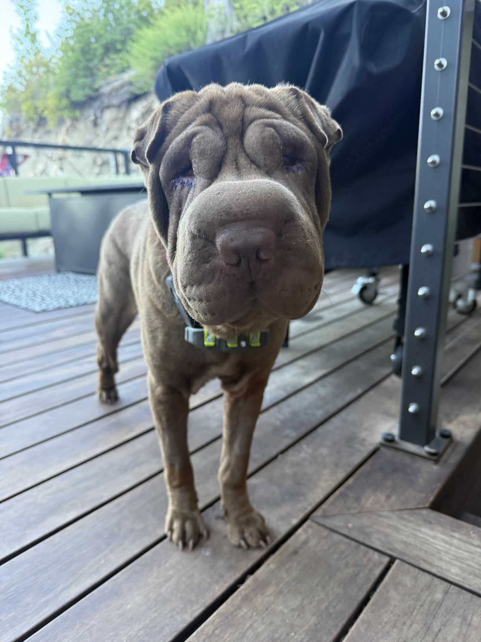 Enlarge Rumor, a Adoptable Shar-Pei in Tucson, AZ image 1/3