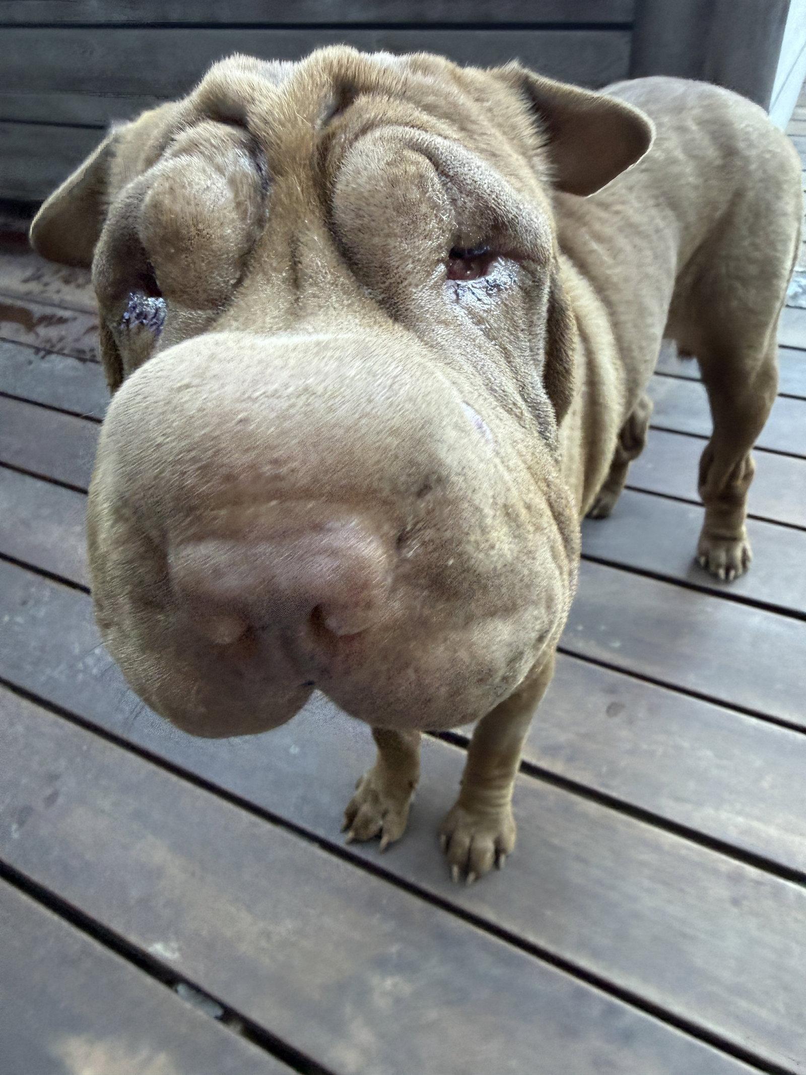 Enlarge Rumor, a Adoptable Shar-Pei in Tucson, AZ image 2/3