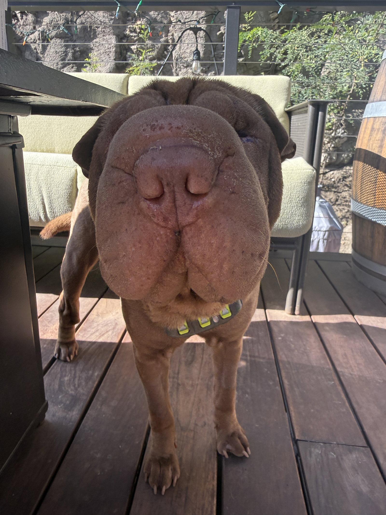 Enlarge Rumor, a Adoptable Shar-Pei in Tucson, AZ image 3/3
