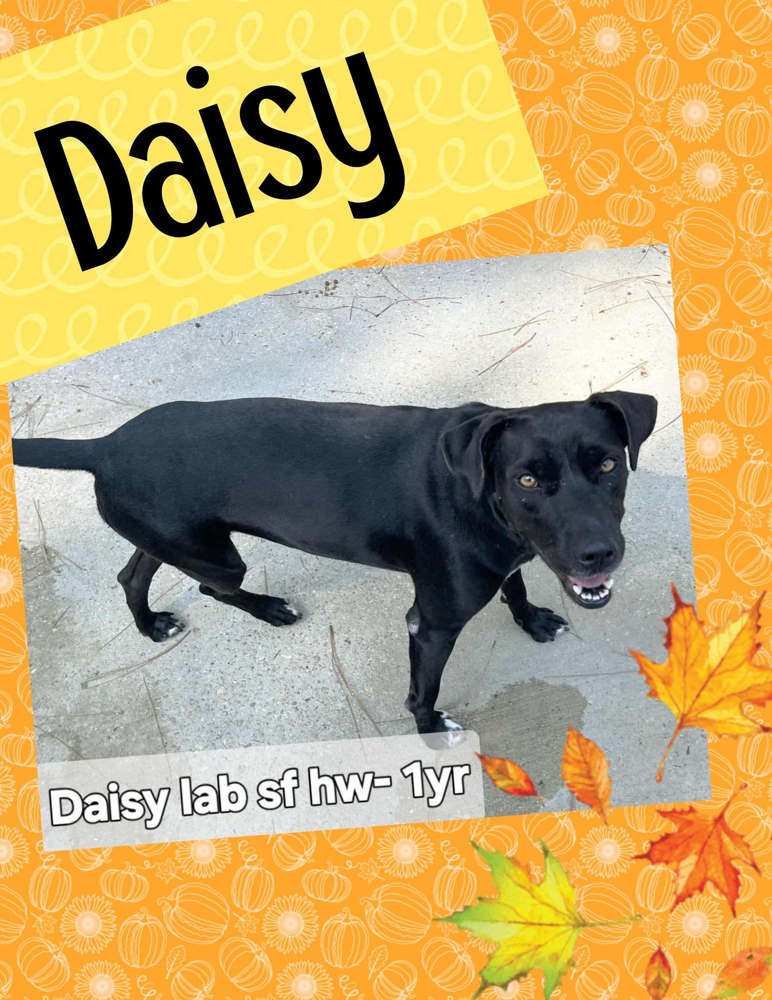 Enlarge Daisy, a Adoptable mixed breed in Ringwood, NJ image 1/1