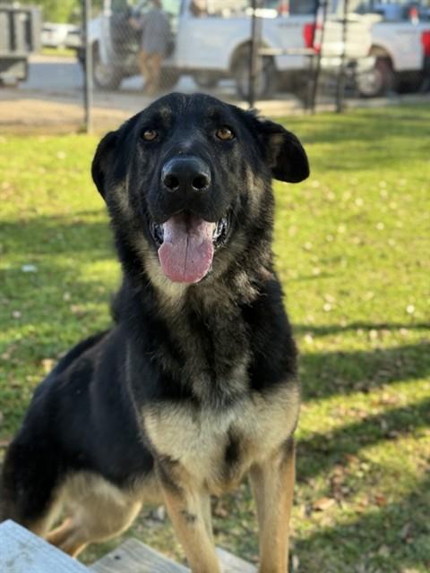 EASTON, Adoptable, Young Male German Shepherd Dog.