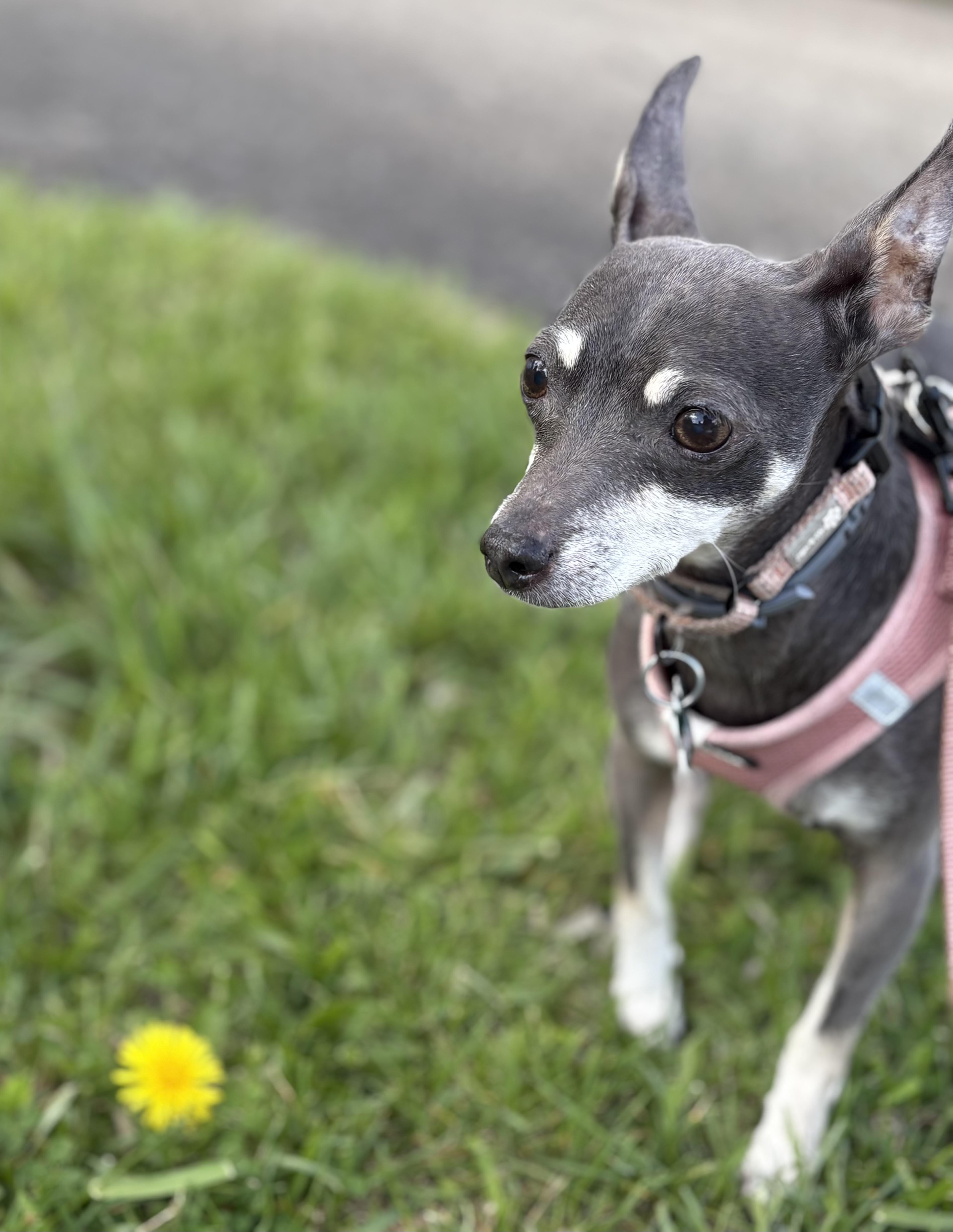 Enlarge Wren, a Adoptable mixed breed in Bradfordwoods, PA image 3/6