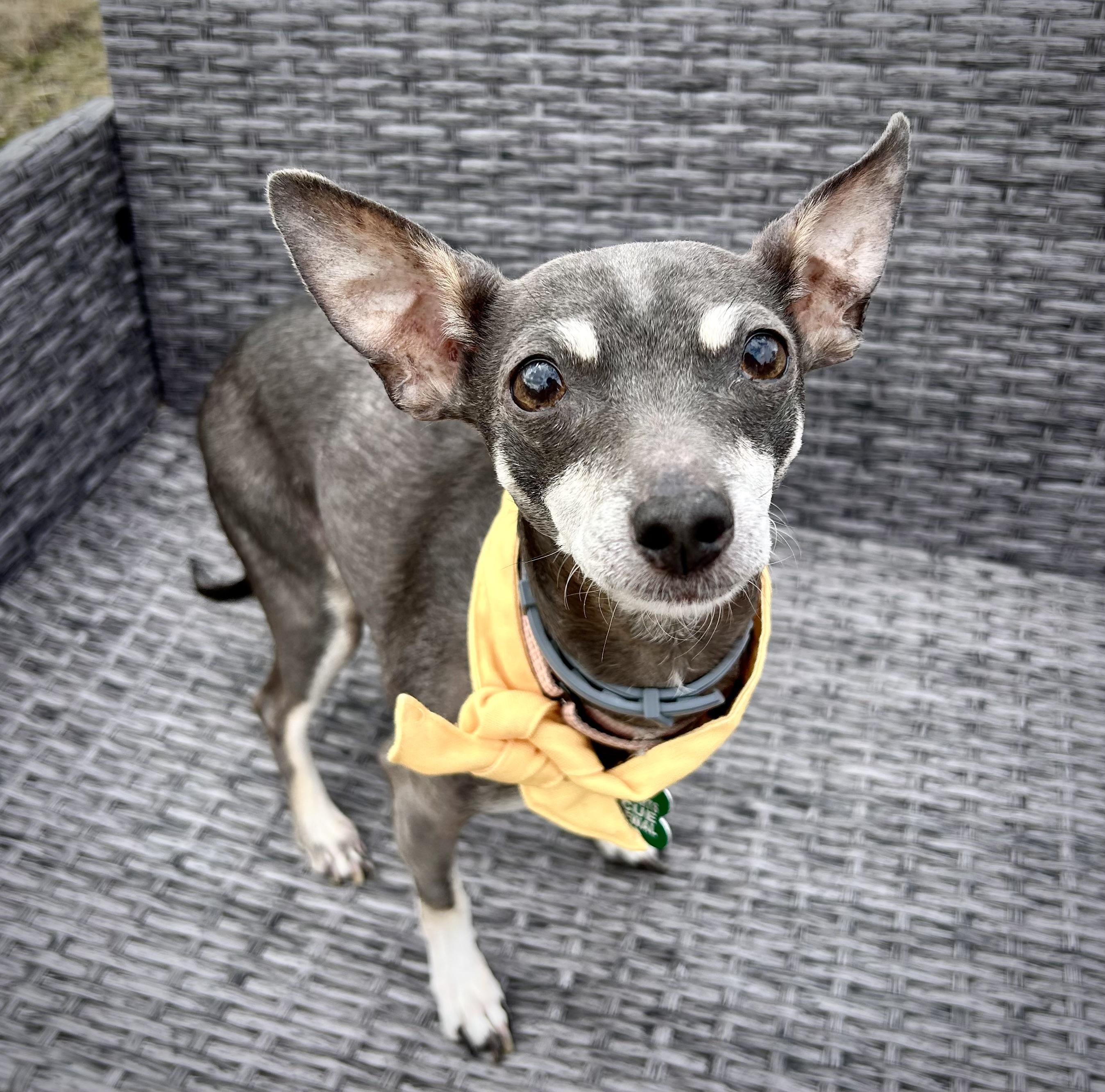 Wren, Adoptable, Senior Female Miniature Pinscher.