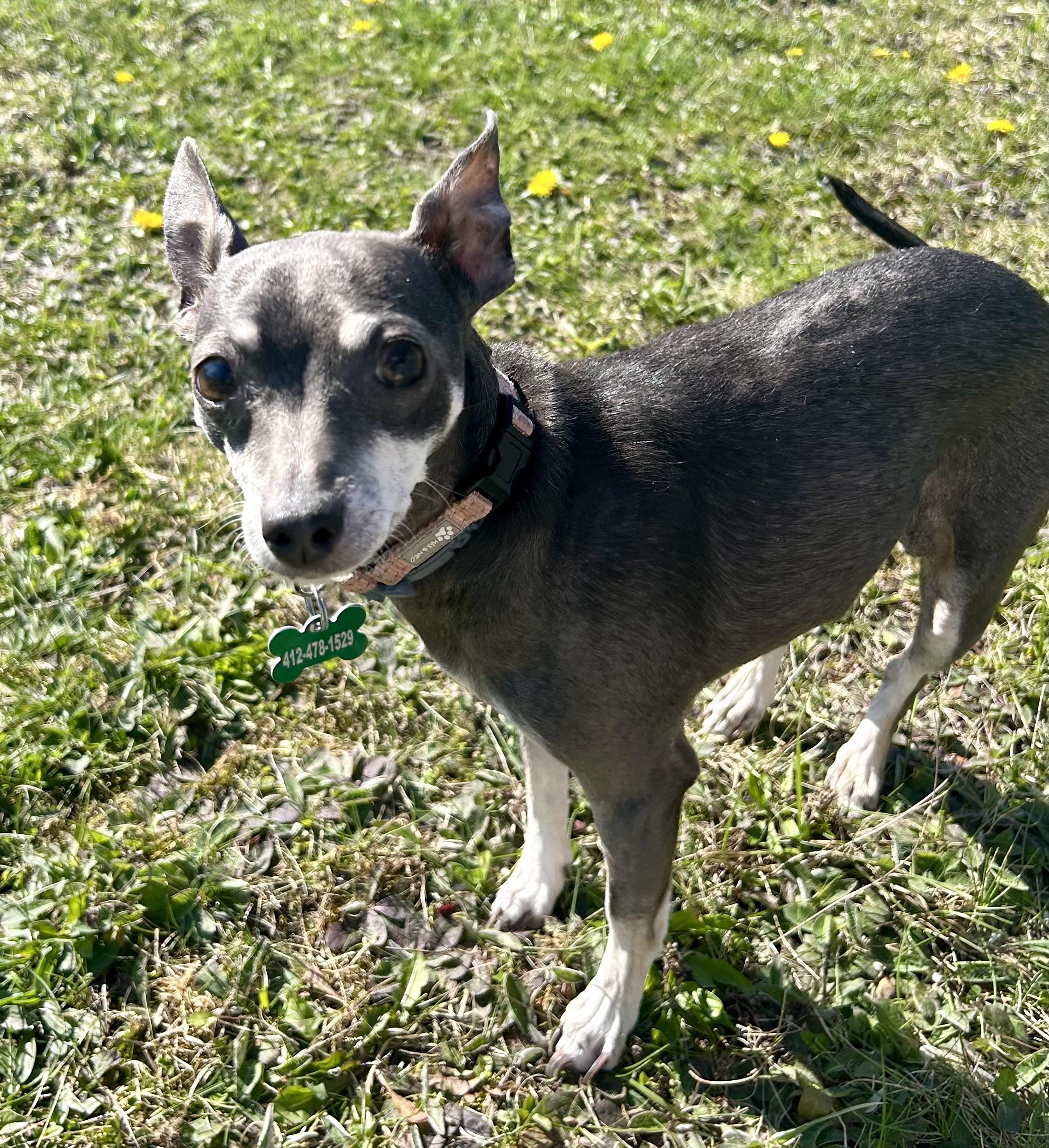 Enlarge Wren, a Adoptable mixed breed in Bradfordwoods, PA image 2/6