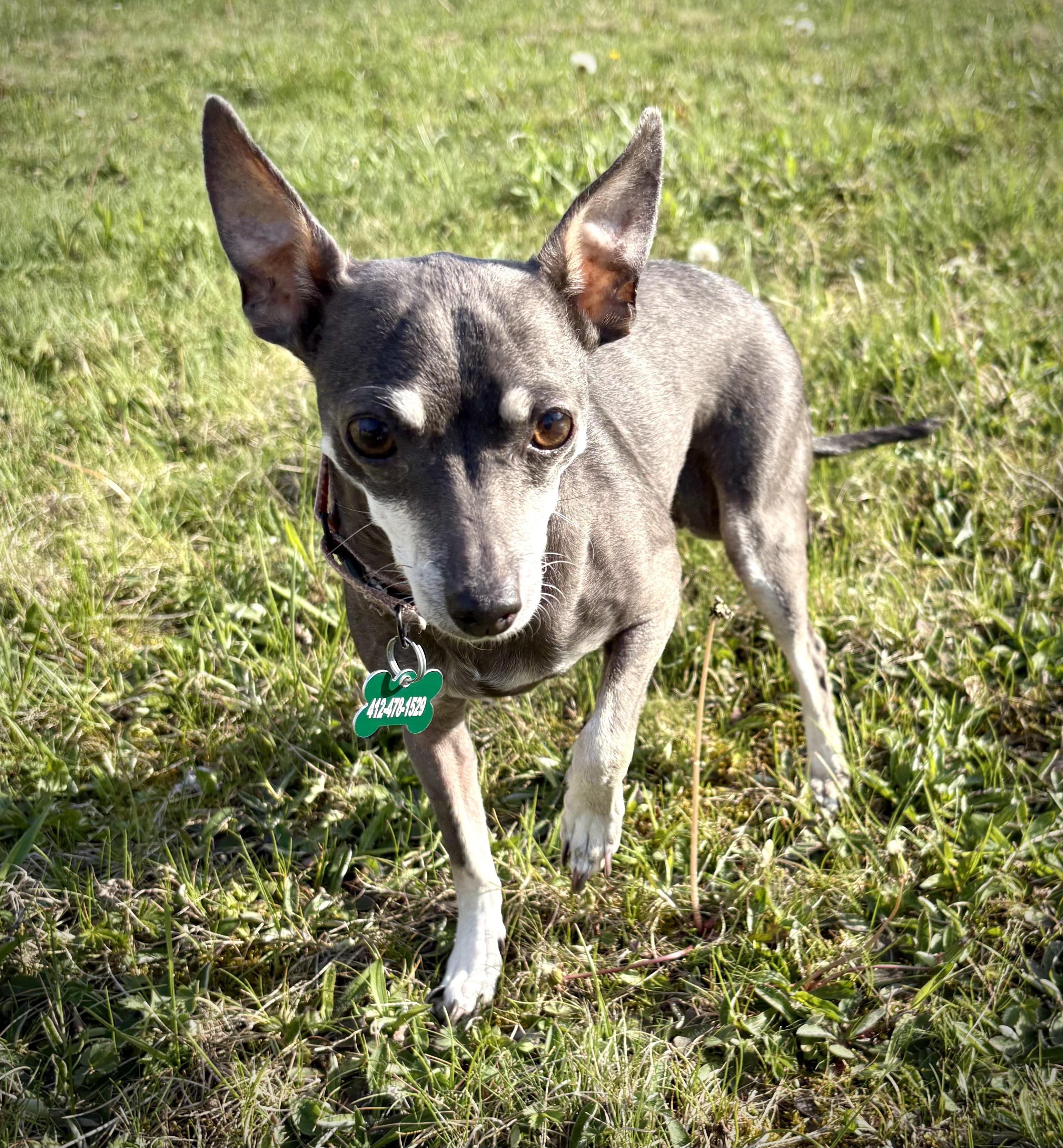 Enlarge Wren, a Adoptable mixed breed in Bradfordwoods, PA image 4/6
