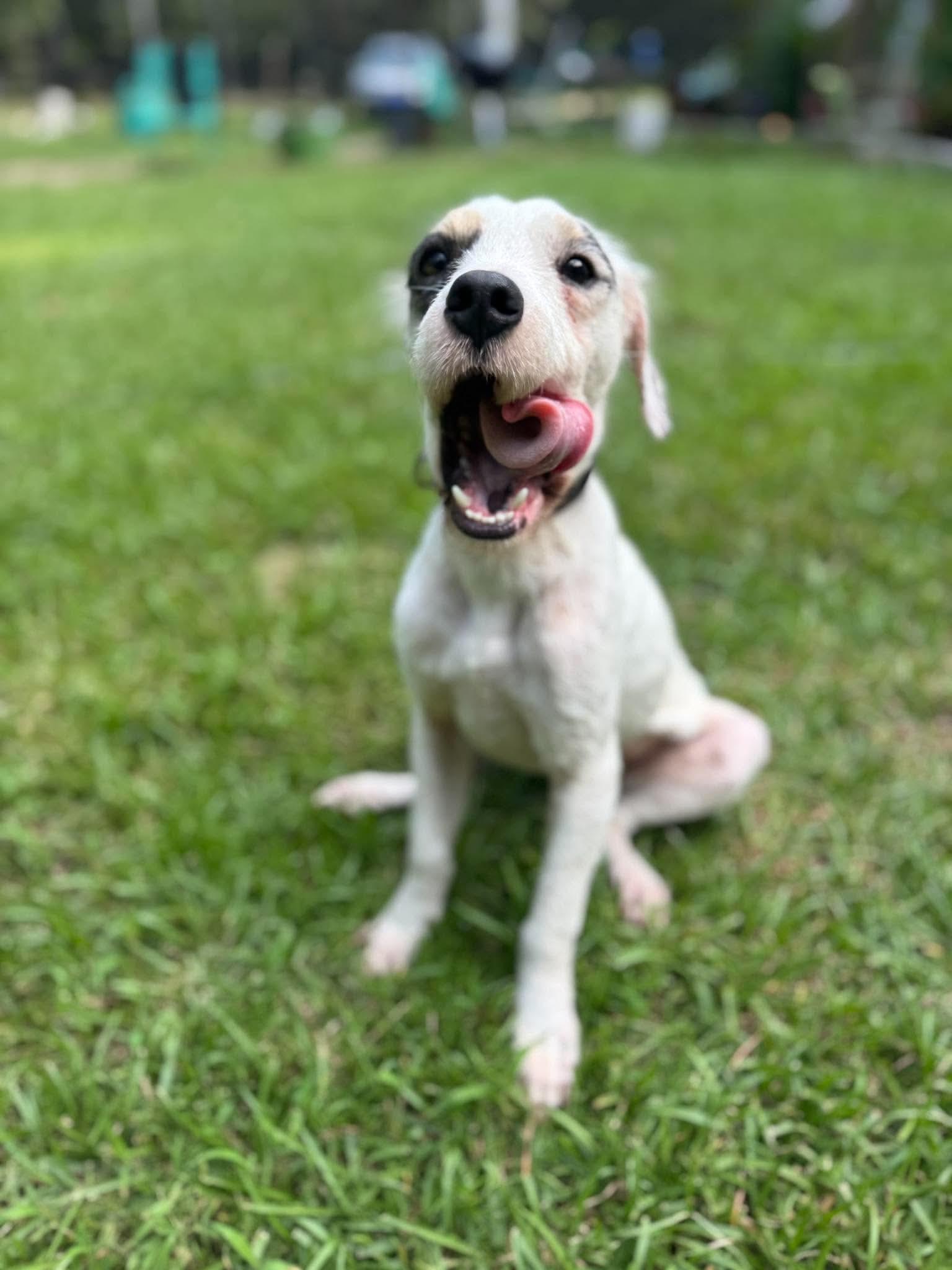 Ricky Bobby, Adoptable, Adult Male Mixed Breed.
