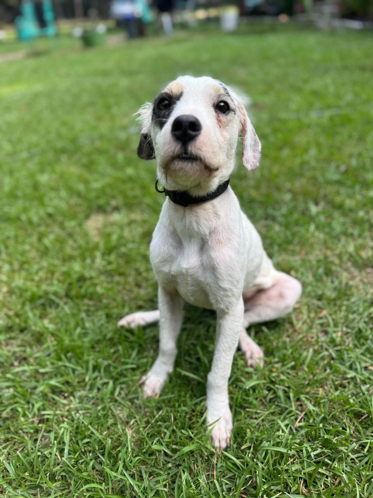 Enlarge Ricky Bobby, a Adoptable Mixed Breed in Mount Pleasant, SC image 2/2