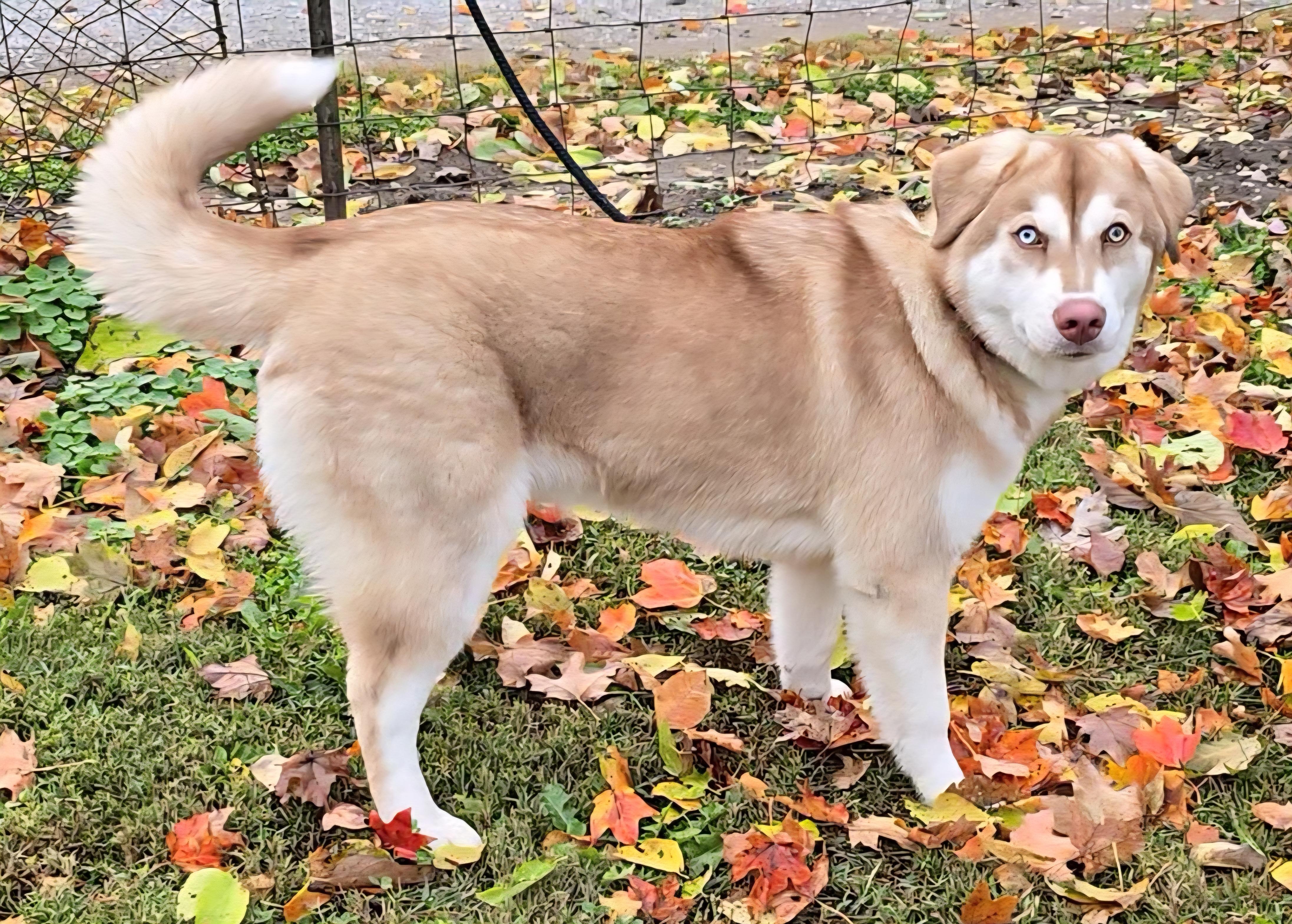 Cinnamon thumbnail 4