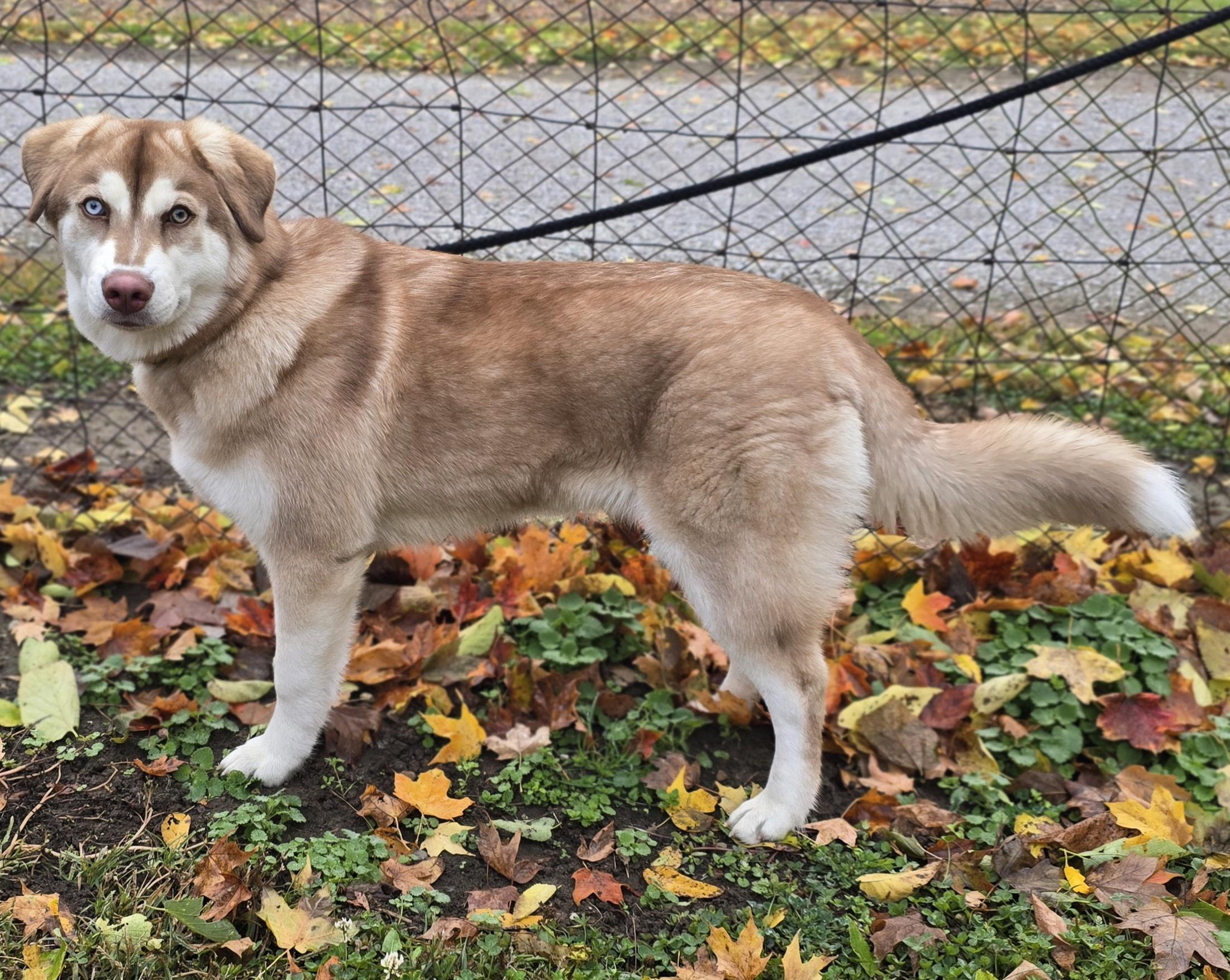 Cinnamon thumbnail 5