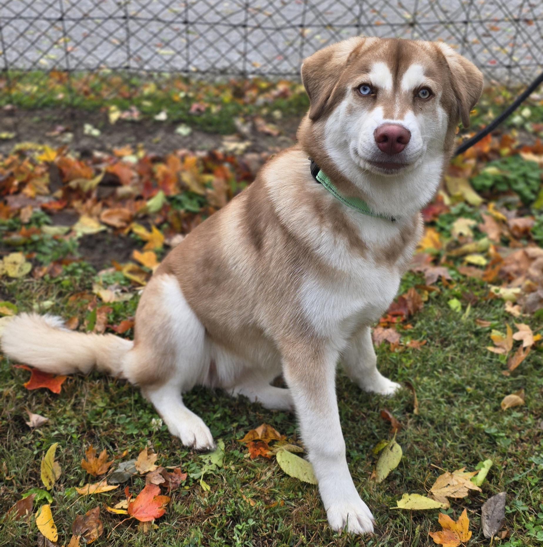 Cinnamon thumbnail 2