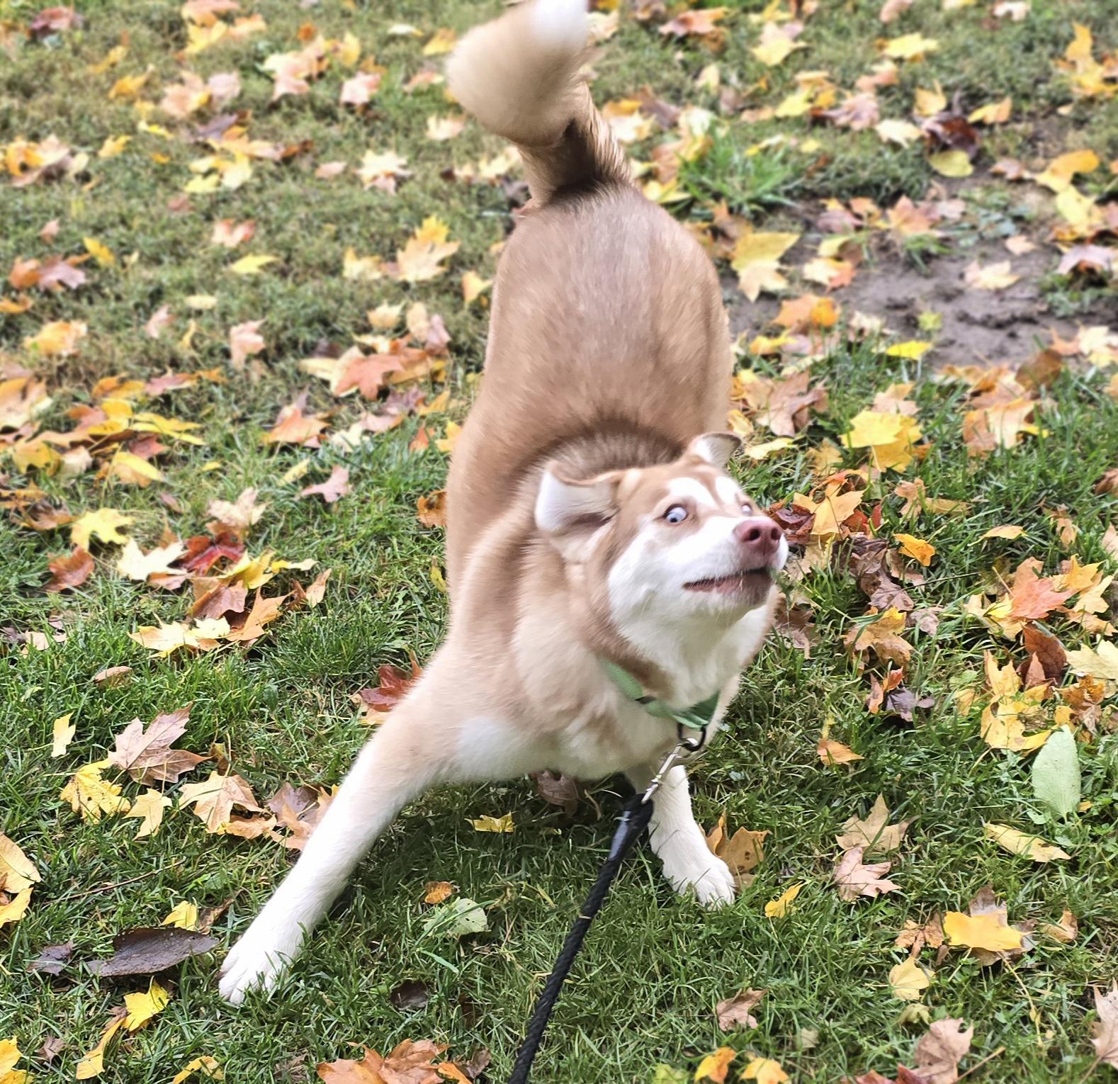 Cinnamon thumbnail 3