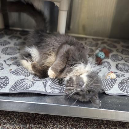 Willard, Adoptable, Adult Male Domestic Long Hair & Domestic Short Hair.