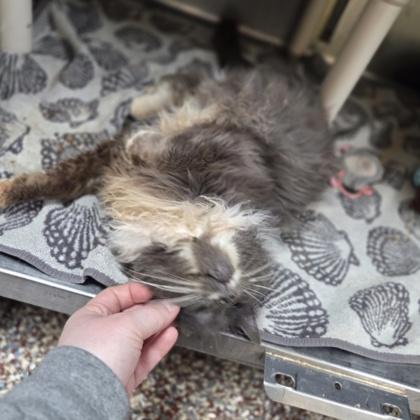 Enlarge Willard, a Adoptable mixed breed in Westland, MI image 2/3