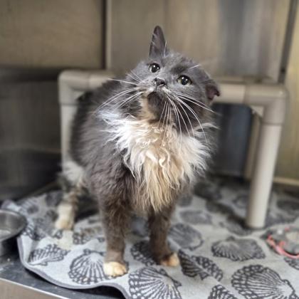 Enlarge Willard, a Adoptable mixed breed in Westland, MI image 3/3