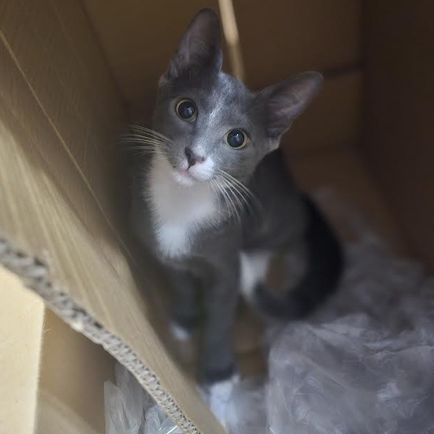 Enlarge Pinto, a Adoptable Tabby in Bangor, ME image 3/6