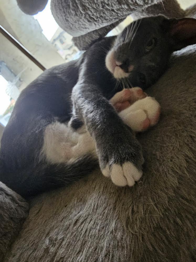 Enlarge Pinto, a Adoptable Tabby in Bangor, ME image 2/6